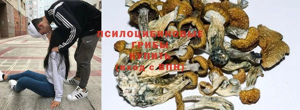 ГАЛЛЮЦИНОГЕННЫЕ ГРИБЫ Богданович